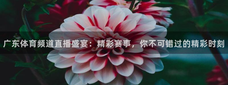广东体育频道直播盛宴：精彩赛事，你不可错过的精彩时刻
